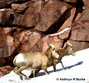 tnKRB-Mtn-goats