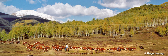 Cattle Drive