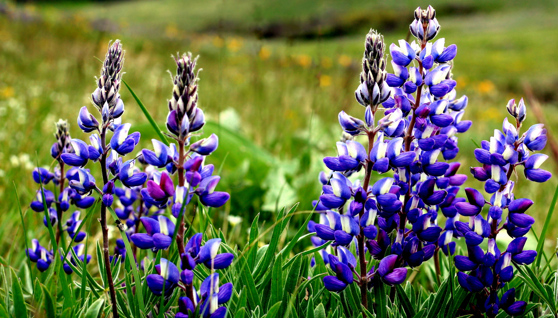 MountainLupine