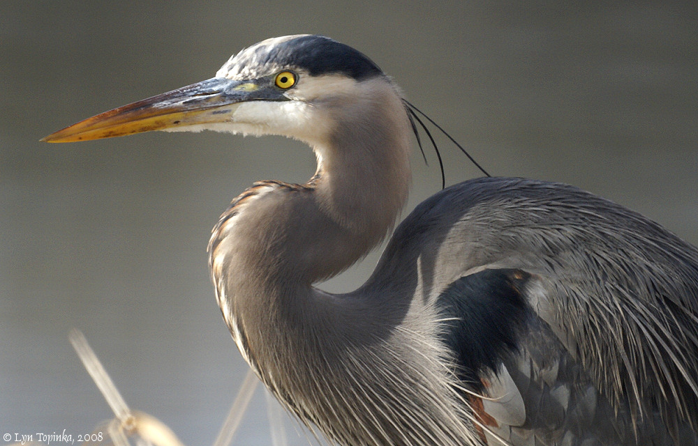 BlueHeron